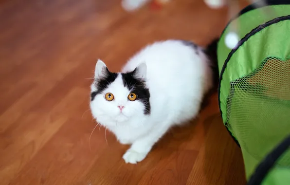 Cat, look, pose, green, kitty, black and white, basket, baby
