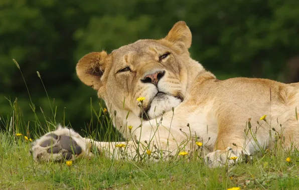 Picture grass, face, pose, stay, lies, lioness