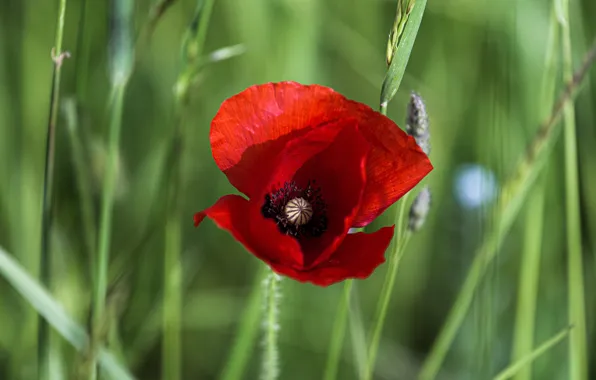 Flower, red, one, Mac, Maki, ears, bokeh