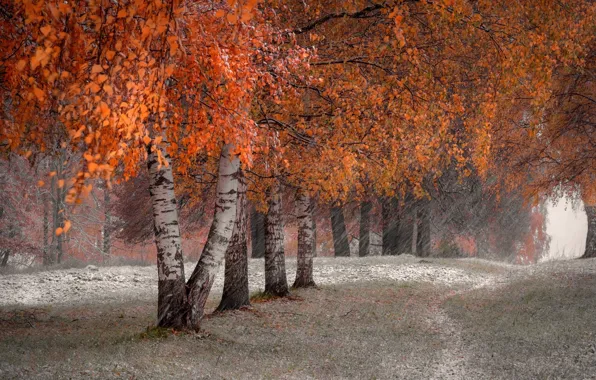 Autumn, forest, drops, trees, branches, Park, rain, trunks