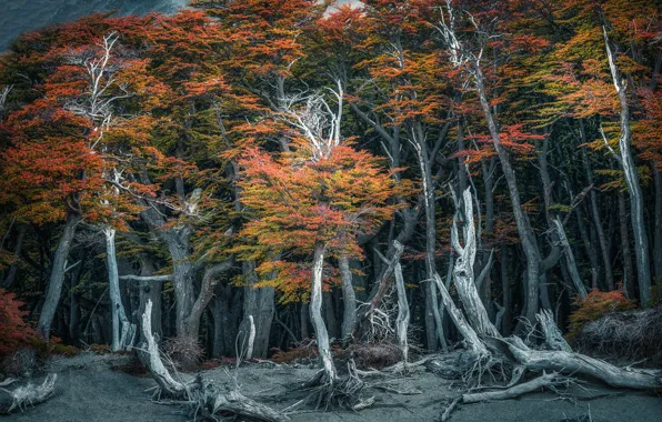 Autumn, forest, trees, thickets, trunks, foliage, crown, driftwood