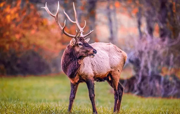 Forest, nature, animal, spring, Deer, horns
