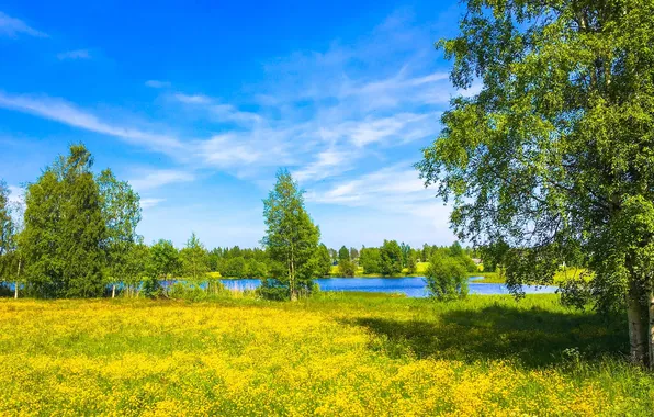 Picture forest, the sky, grass, clouds, trees, landscape, flowers, nature