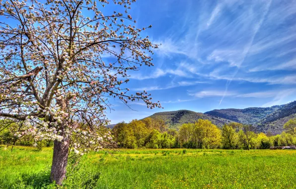 Field, the sky, mountains, nature, color, spring, Apple