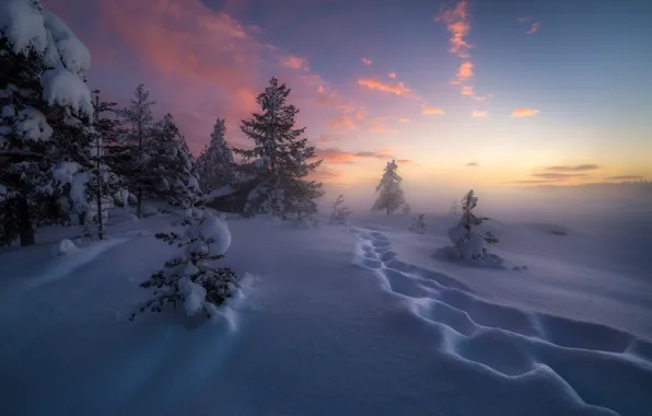 Winter, snow, trees, traces, Norway, the snow, Norway, RINGERIKE