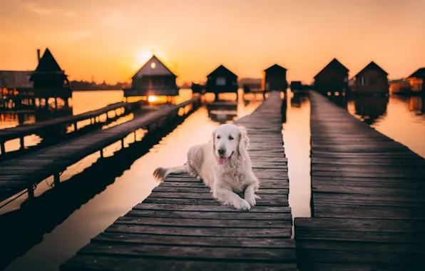 Picture bridge, each, dog