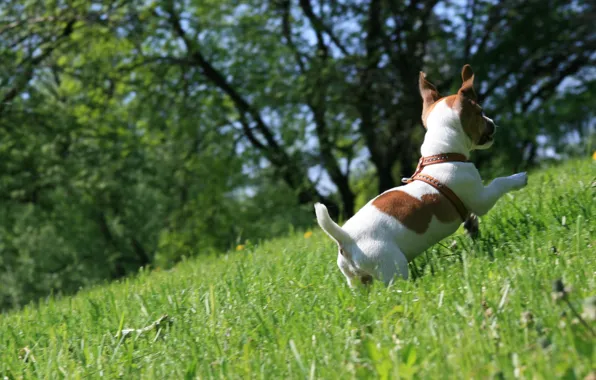 Picture grass, mood, dog, walk, runs, Jack Russell Terrier, happy