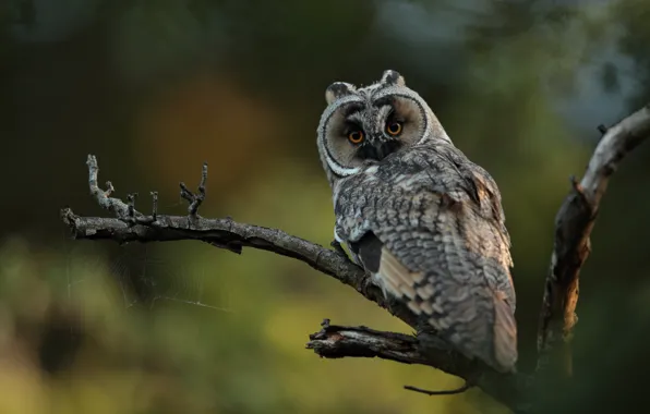 Look, owl, bird, web, branch, bokeh, long-eared owl