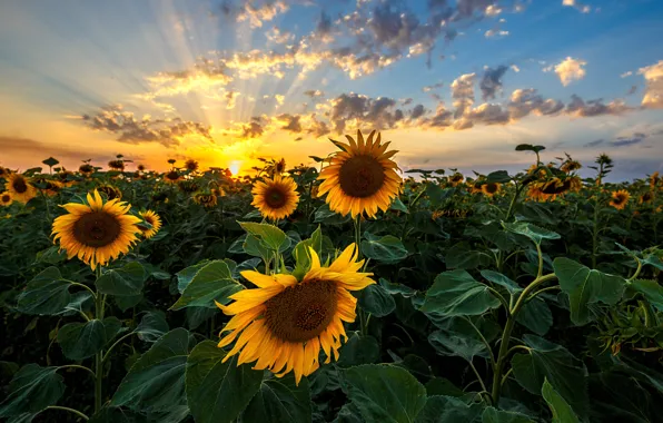 Picture sunset, plants, sunflowers