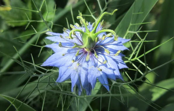 Macro, Flower, Blue, Meduzanol ©, Summer 2018