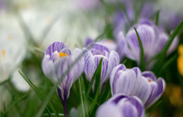 Flowers, spring, crocuses