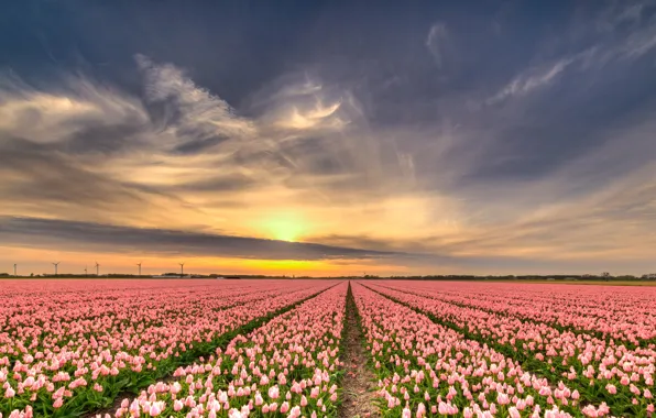 Field, the sky, the sun, clouds, rays, light, sunset, flowers