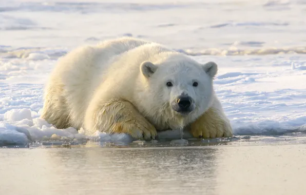 Picture ice, winter, white, look, face, snow, shore, bear