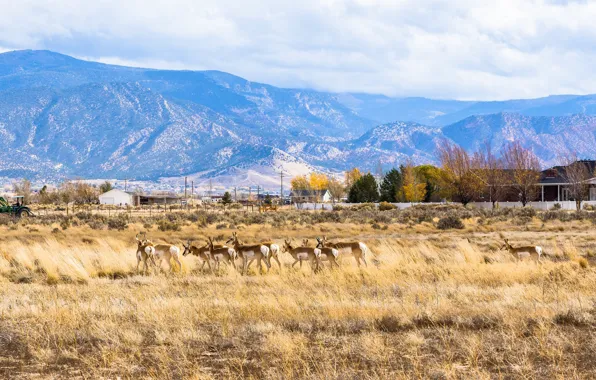 Mountains, village, valley, countryside, deer, farm, wildlife, stove