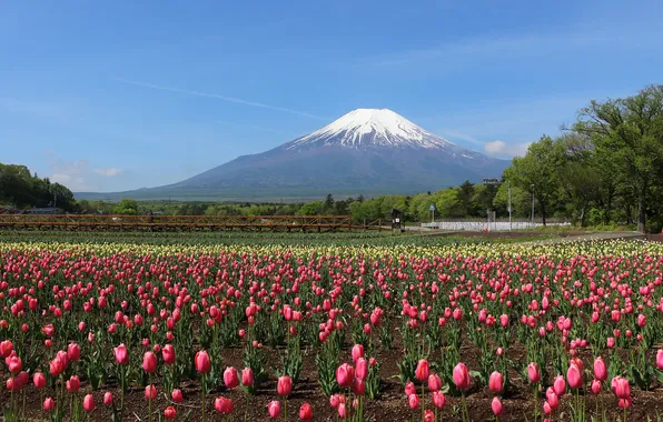 Flowers, mountain, spring, tulips, pink, plantation