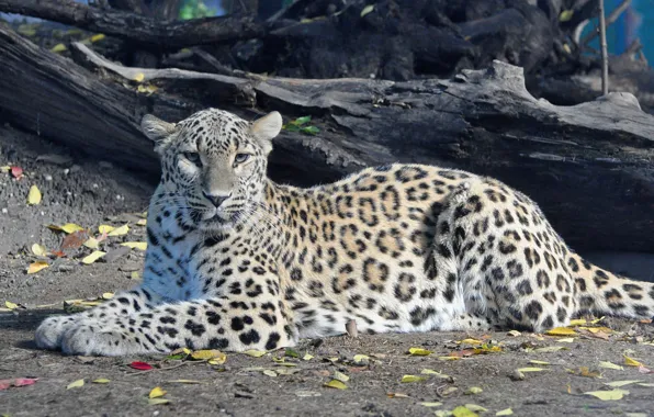Look, stay, predator, leopard, panthera pardus, Persian