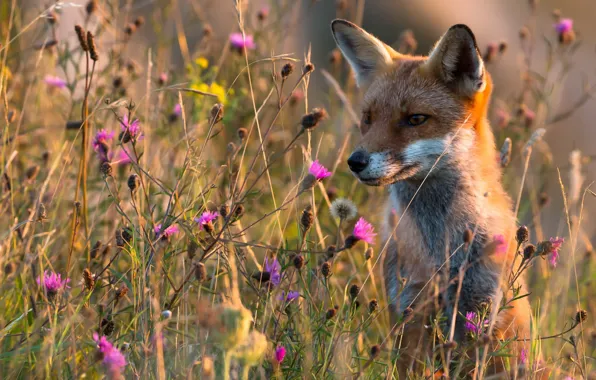 Picture summer, nature, Fox