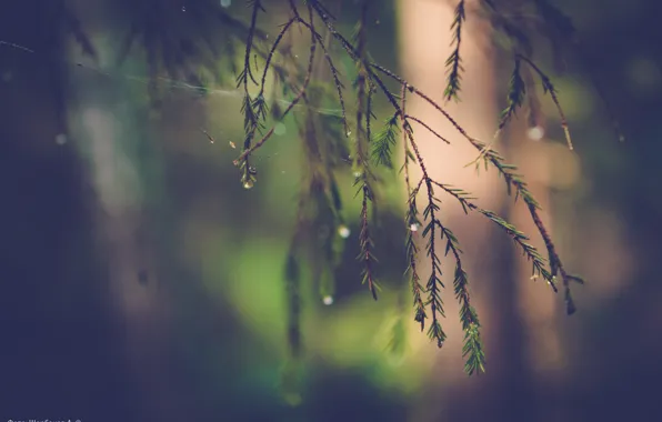 Picture forest, drops, macro, branches, nature, Rosa, tree, branch