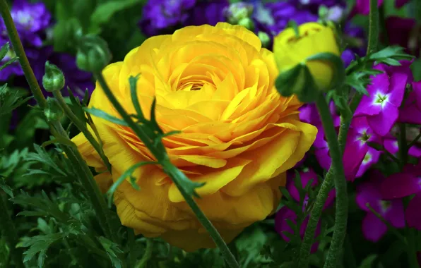 Picture macro, yellow, Ranunculus, Buttercup, gillyflower