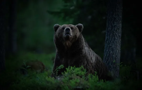 Forest, tree, bear, the Bruins