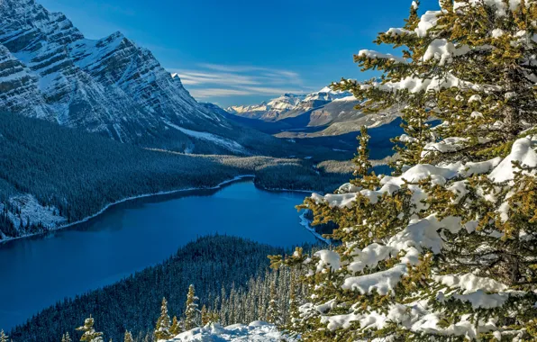 Picture forest, snow, mountains, lake, spruce, Canada, Albert, Banff National Park