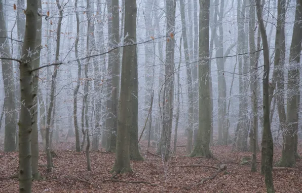 Frost, forest, trees, nature, fog, Germany, Germany, Rhineland-Palatinate