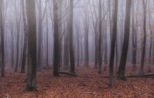 Forest, trees, nature, fog, Netherlands, Nederland, Gelderland, Gelderland