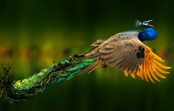 Flight, pose, bird, treatment, tail, peacock, flies, green background