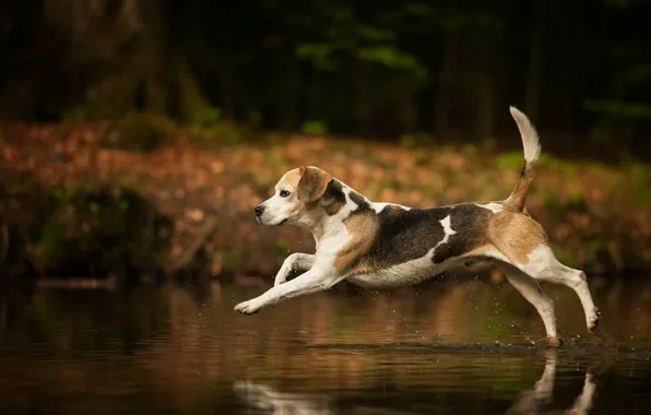 Picture background, dog, Beagle