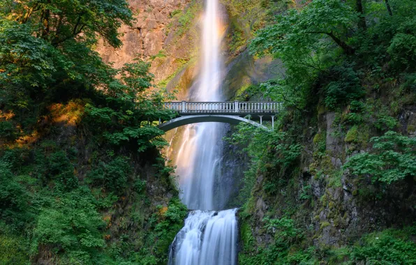 Picture greens, summer, light, mountains, branches, bridge, rocks, foliage