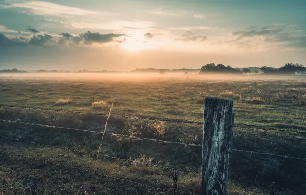 Fog, the fence, morning