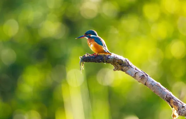 Picture branches, background, bird, bitches, bokeh, Kingfisher