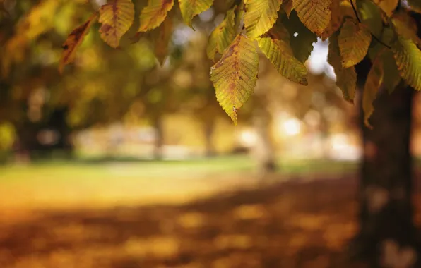 Autumn, leaves, nature