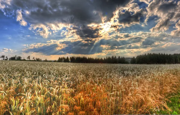 Field, the sky, clouds, landscape, nature, photo, HDR, ears