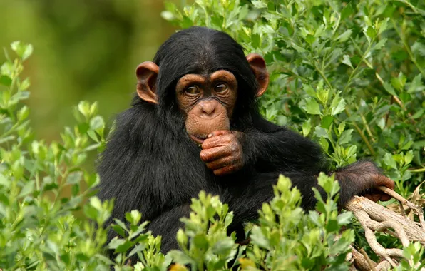 Forest, nature, monkey, chimpanzees, the primacy of