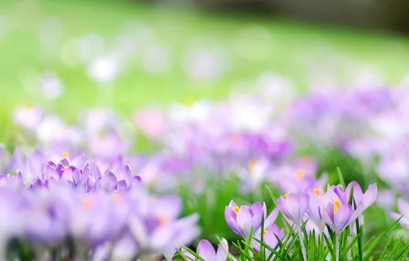 Picture forest, flowers, spring, crocuses