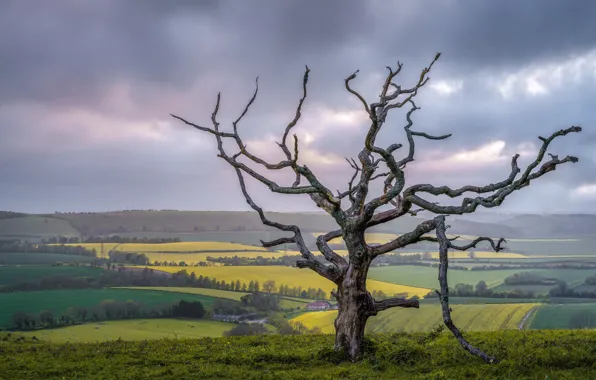 Picture the sky, tree, valley