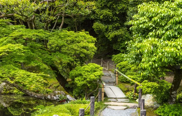 Picture greens, trees, bridge, stream, foliage