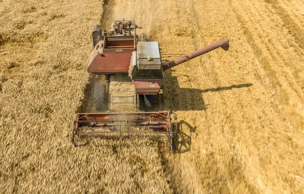Field, machine, wheat, harvester