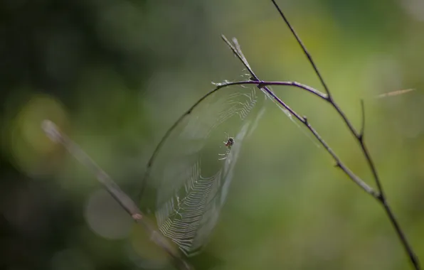 Autumn, background, spider, web. forest