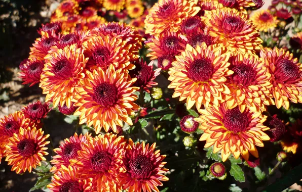 Flowers, chrysanthemum, different