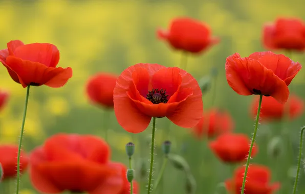 Summer, flowers, Maki, red, green background, bokeh, AI art, neural network
