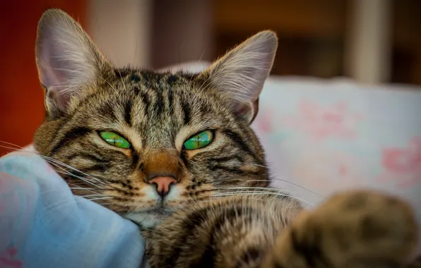 Picture cat, cat, look, kitty