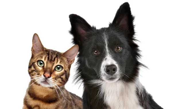 Picture cat, each, portrait, dog, white background