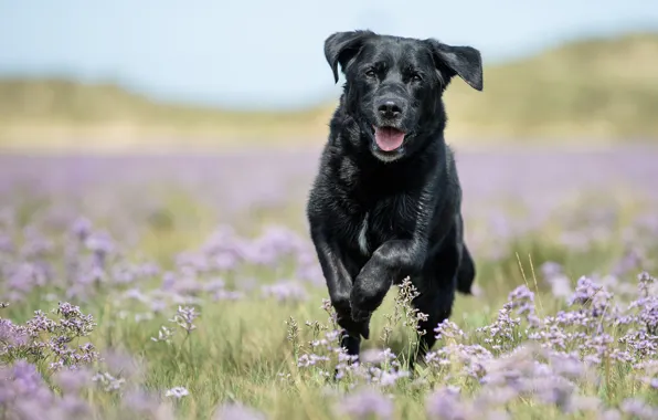 Picture flowers, dog, meadow, walk, bokeh, Labrador Retriever