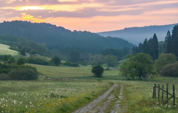 Road, greens, field, forest, summer, the sky, grass, clouds