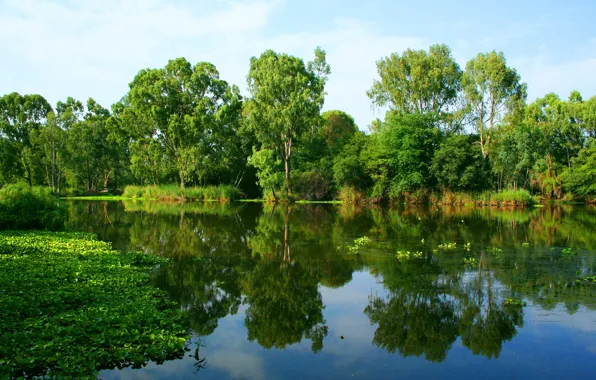 Greens, summer, water, trees, reflection, river, shore