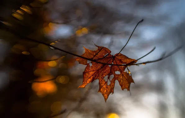 Picture autumn, macro, sheet, yellow, blur, dry