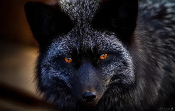 Fox, fur, Fox