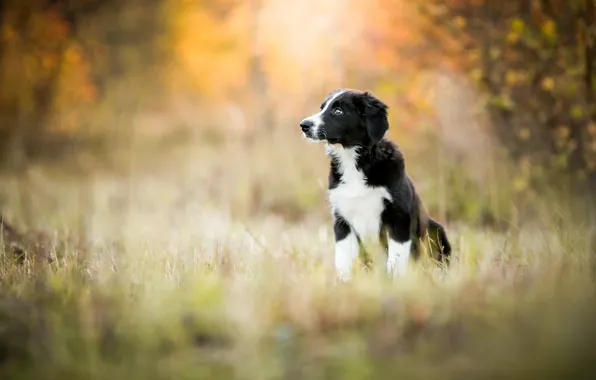 Picture autumn, forest, grass, look, nature, pose, Park, background